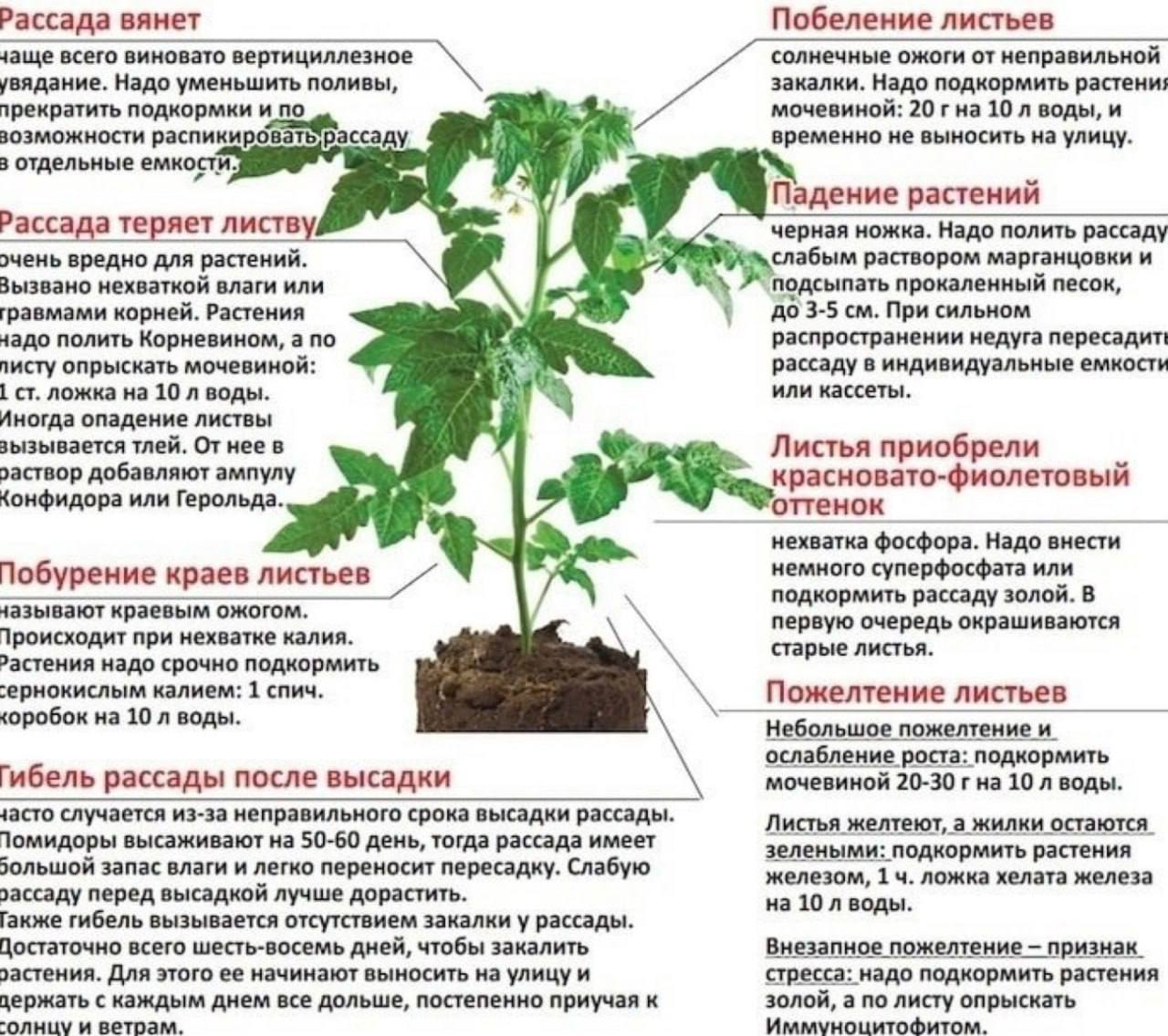 Чем подкормить перцы в теплице. Схема подкормки рассады томатов. Полезные советы про рассаду. Шпаргалка помидоры. Фазы развития томата схема.