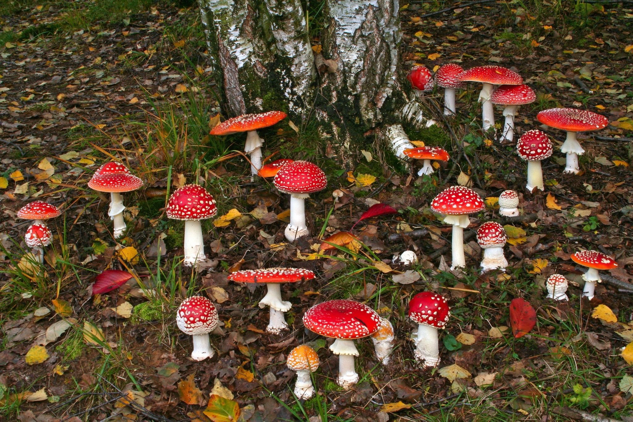 Лес с мухоморами